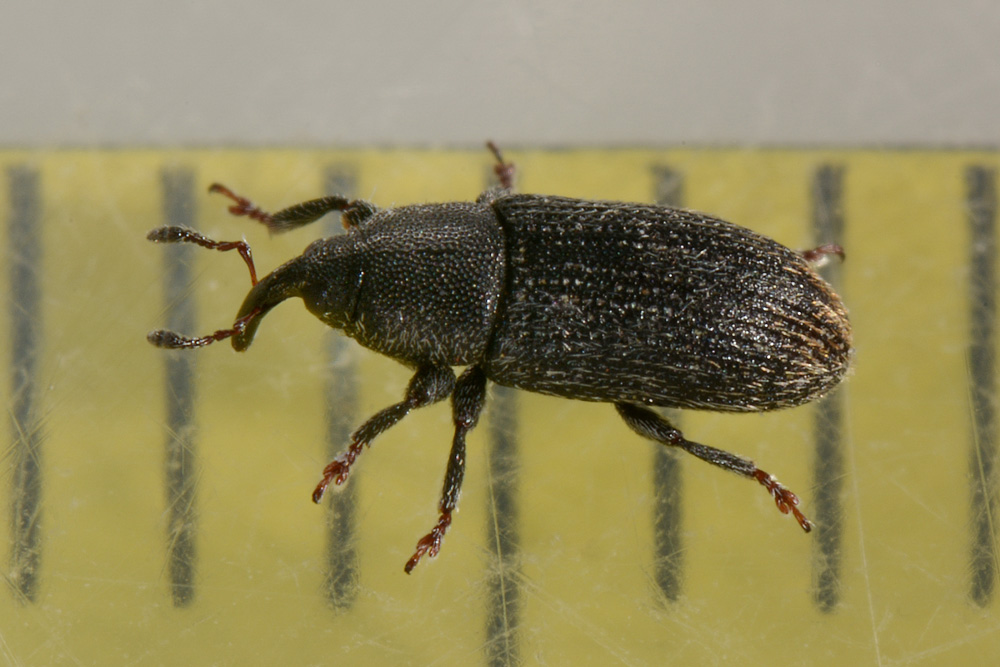 Curculionidae:  Mecinus pyraster?  S  !